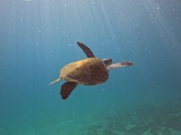 Pesquisa quer descobrir de onde vêm tartarugas que vivem em Arraial