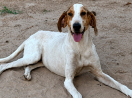 A Entrevias promove neste domingo (17) a feira de adoção “Adotar é o Bicho” na Avenida Sampaio Vidal, em Marília. Cães e gatos resgatados em rodovias estarão disponíveis para adoção responsável, já castrados, vacinados e microchipados. Confira os detalhes.