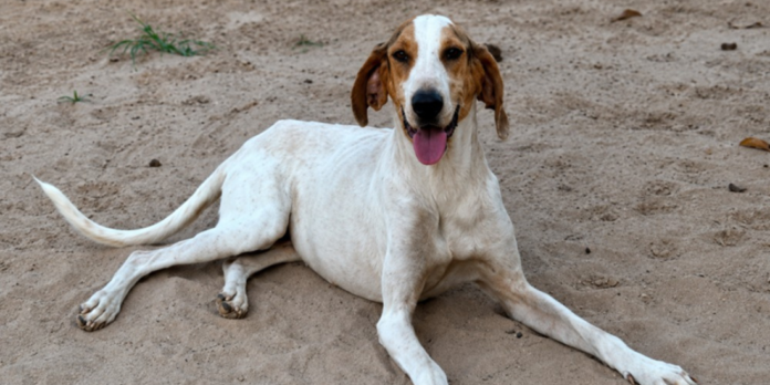 A Entrevias promove neste domingo (17) a feira de adoção “Adotar é o Bicho” na Avenida Sampaio Vidal, em Marília. Cães e gatos resgatados em rodovias estarão disponíveis para adoção responsável, já castrados, vacinados e microchipados. Confira os detalhes.