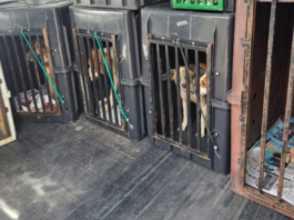 Polícia Civil resgata oito cães em situação de maus-tratos e prende tutor em flagrante em Marília