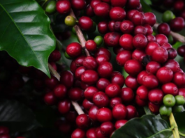 Safra de café do Brasil pode bater recorde histórico em 2026 com produção estimada em 66,7 milhões de sacas