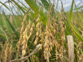Arroz brasileiro perde espaço na União Europeia e setor cobra incentivos para ampliar exportações