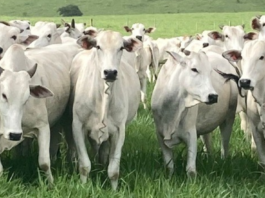 Cota da China se aproxima do limite e pressiona preço do boi gordo no Brasil