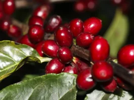 EUA aplicam tarifaço de 25% sobre produtos brasileiros, mas poupam aviação, petróleo, carne e café